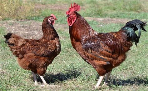 19 – $ 5. . Pullets for sale near me